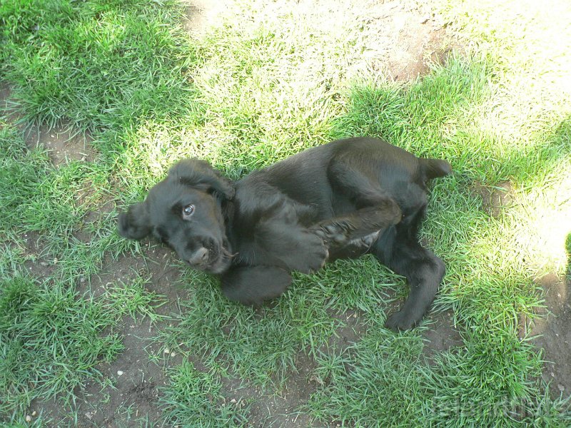 Tripper getting comfortable